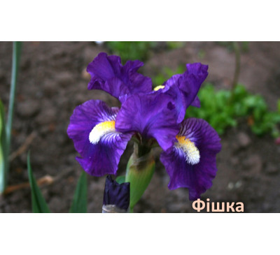 Ірис карликовий Фішка